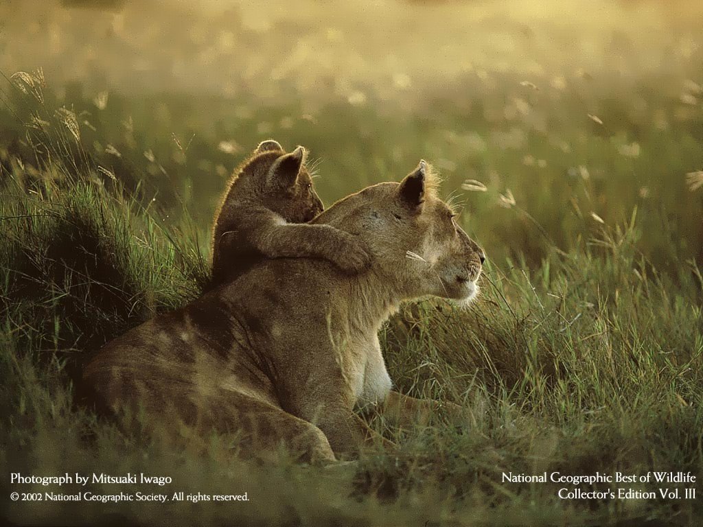 Lions - 023